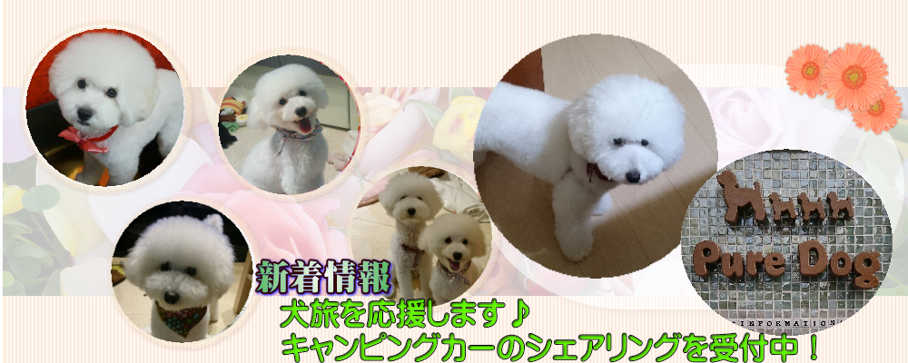 トイプードル ホワイト 白 ブリーダー 大阪 ピュアドッグ 大阪 茨木のトイプードル ホワイト 専門のブリーダー ピュアドッグ です 愛情たっぷりで育てている親犬から生まれた子犬をお譲りしております